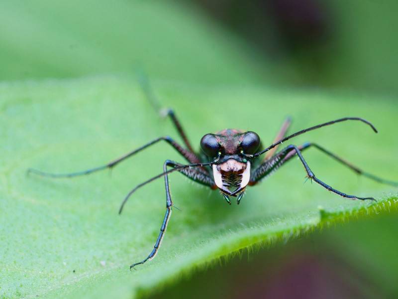 可爱的虎甲昆虫图片