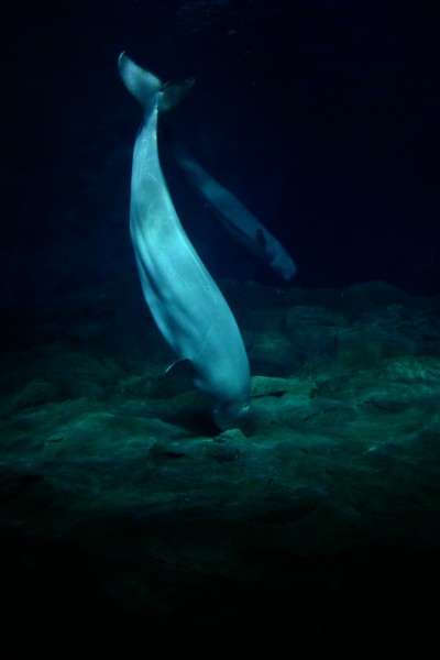 可爱的白鲸图片