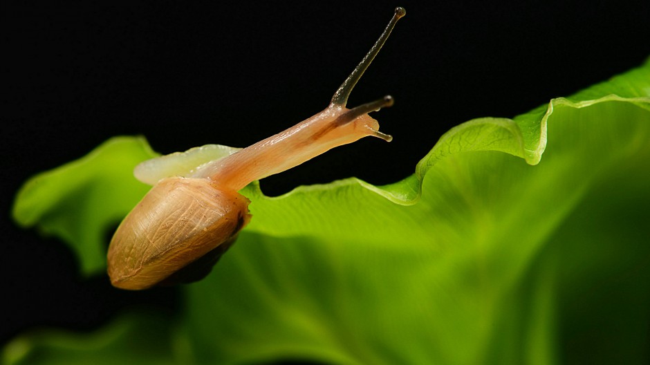 可爱的蜗牛高清微距摄影图片