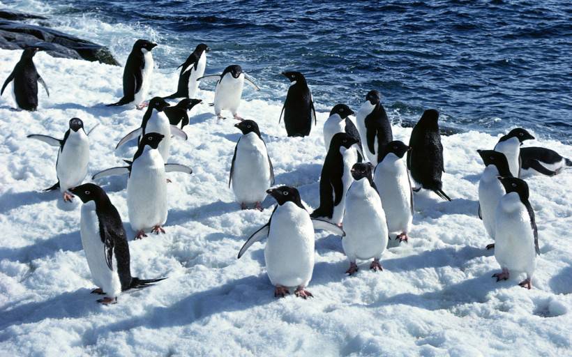 网友提供南极企鹅图片