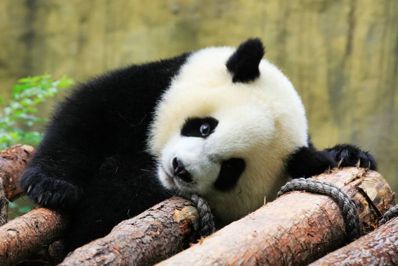 淘气的大熊猫高清图片