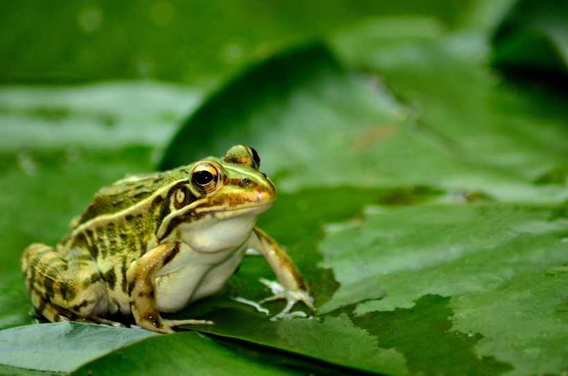 莲池的青蛙图片