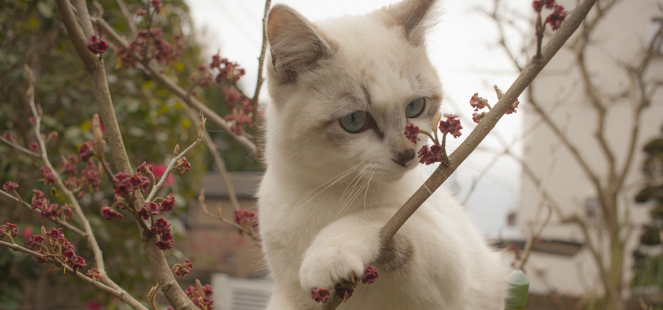可爱的蓝眼小白猫图片