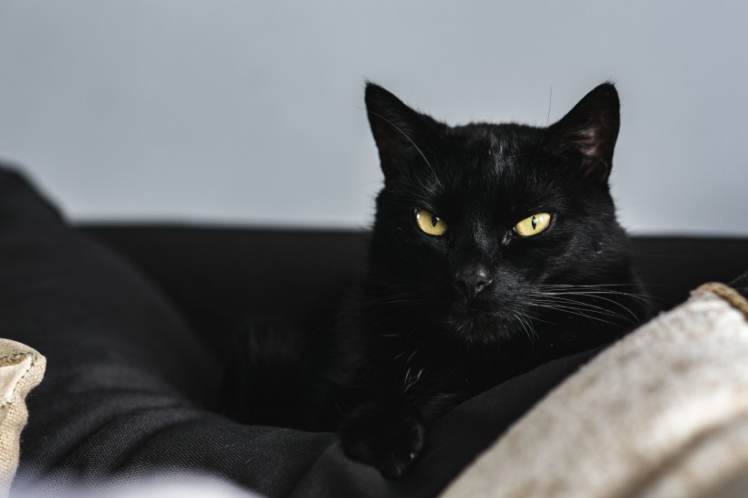 黑色的貓咪圖片