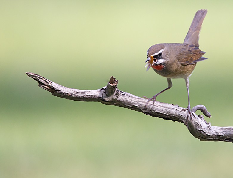 红喉歌鸲鸟类图片