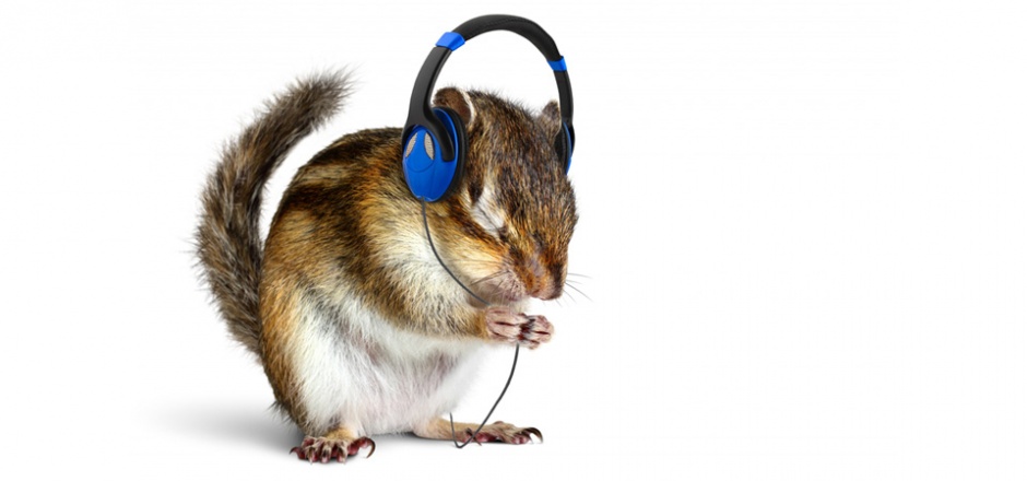 小松鼠动物听音乐的图片