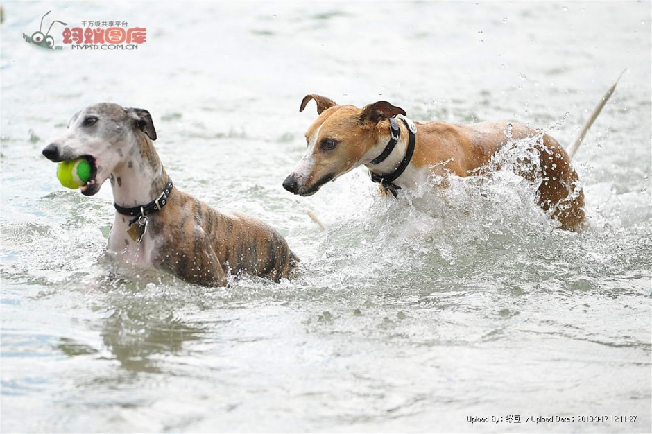 惠比特犬水中训练图片
