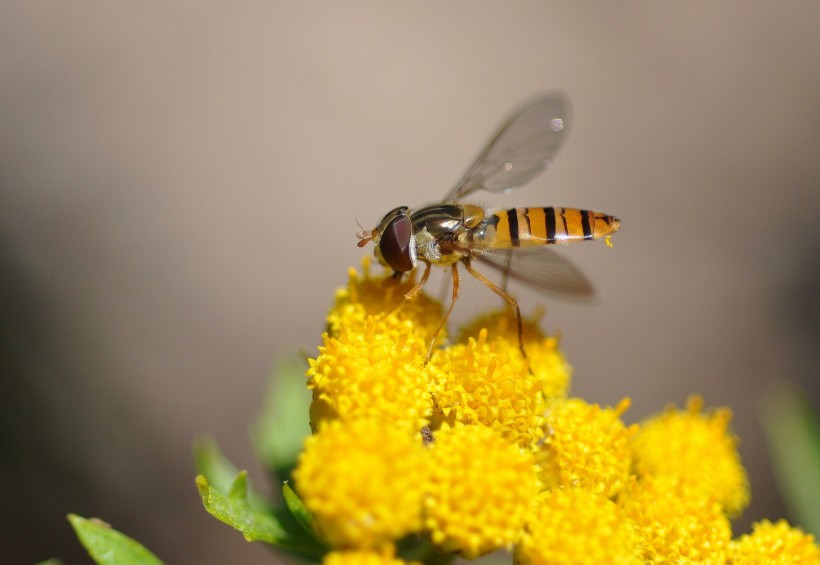 黄色小花上的食蚜蝇图片
