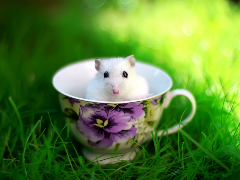 可爱小白鼠图片