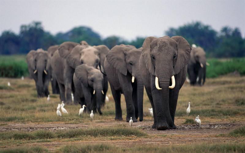 野生群居大象动物图片
