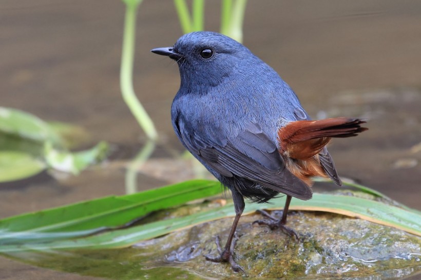 红尾水鸲鸟类图片