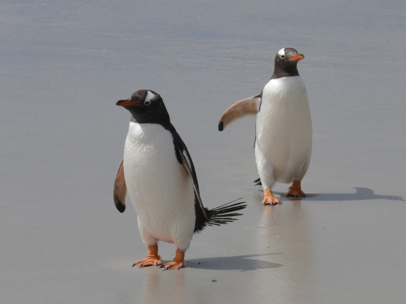北极萌态十足的企鹅图片