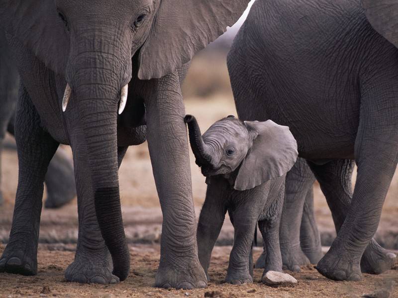 河马大象高清动物图片合集