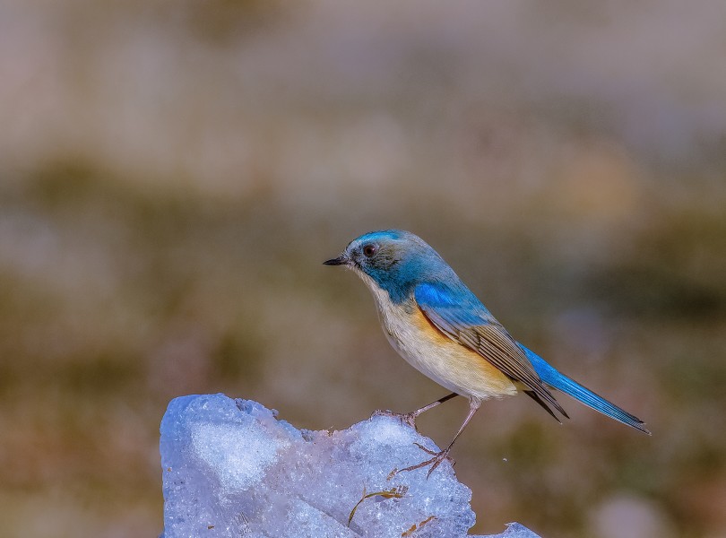 红胁蓝尾鸲鸟类图片