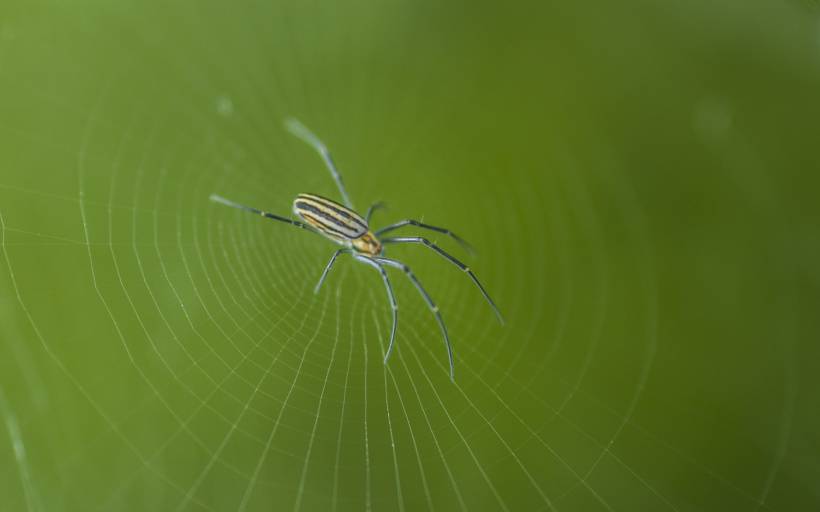 色彩斑斓的蜘蛛精美图片