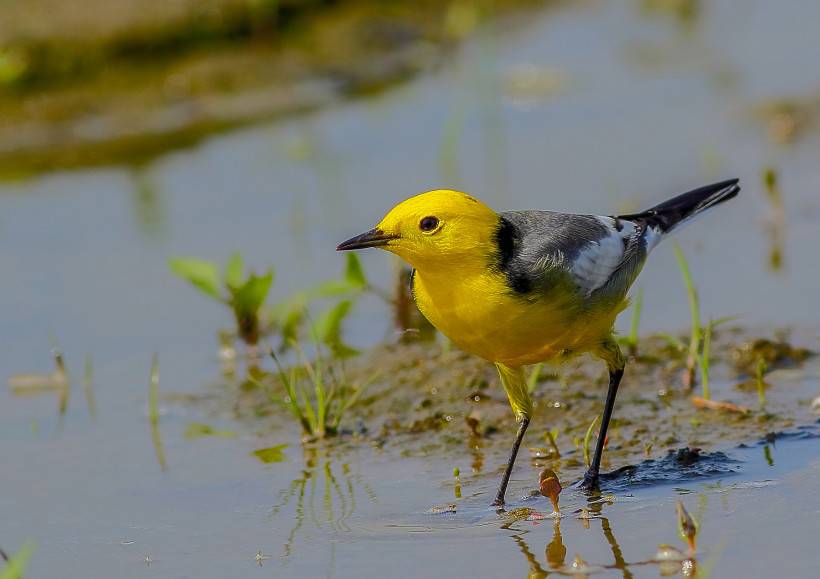可爱的鸟类黄头鹡鸰图片
