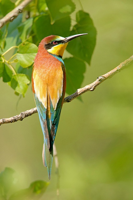 站在树枝上各种颜色的鸟儿