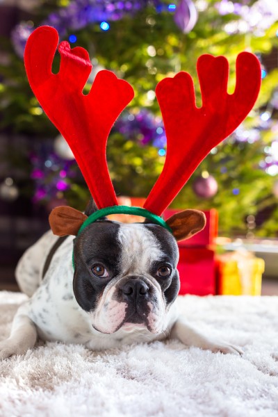 穿圣诞装的可爱小狗图片