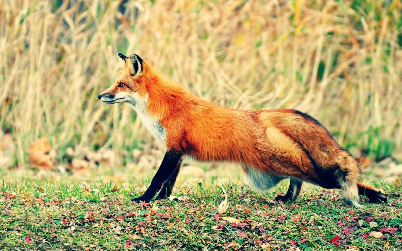 红狐的图片