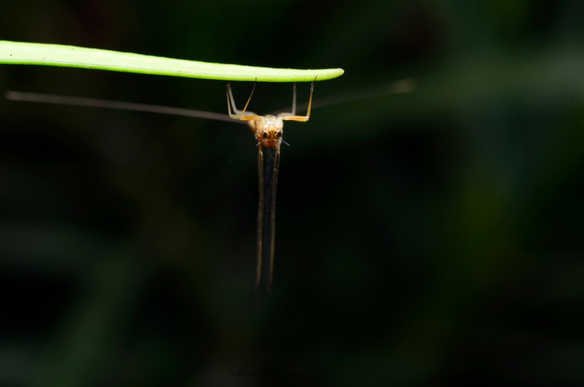 翅膀透明的蜉蝣昆虫图片