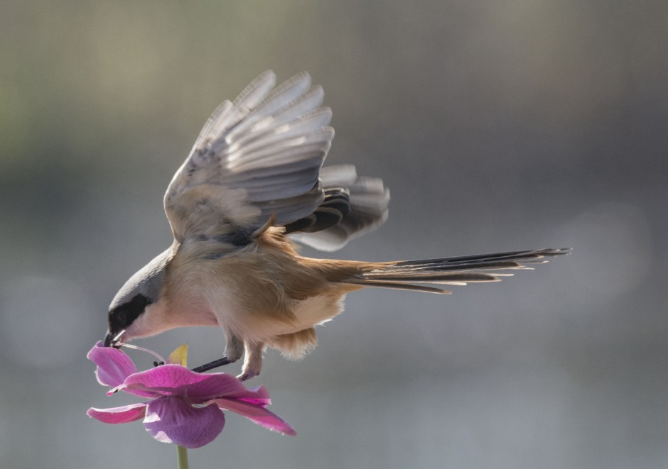 展翅飞翔的长尾伯劳鸟图片