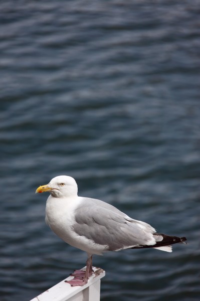 海上航行的“预报员”海鸥图片