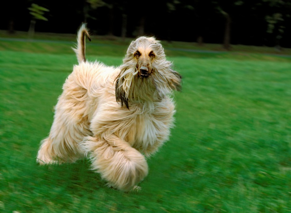 阿富汗猎犬奔跑玩耍图片