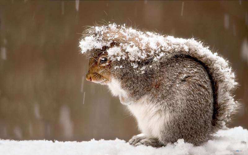 冬季机灵身手敏捷的松鼠高清图片