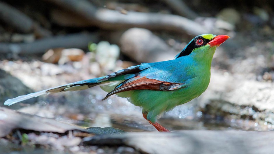 漂亮鸟类图片斑斓迷人