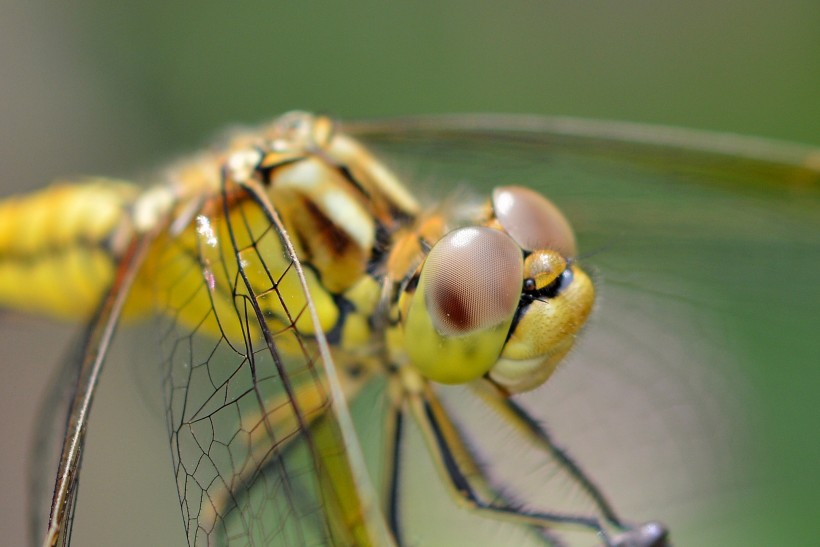 微距蜻蜓图片