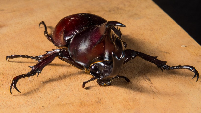 力大惊人的犀牛甲虫图片