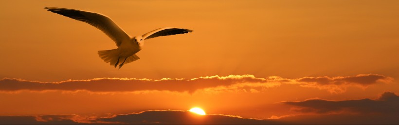 自由的海鸥图片