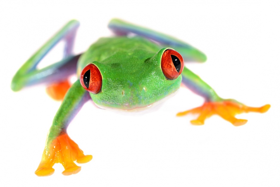 彩色青蛙高清图片素材