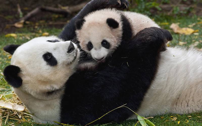国宝熊猫可爱胖胖写真组图