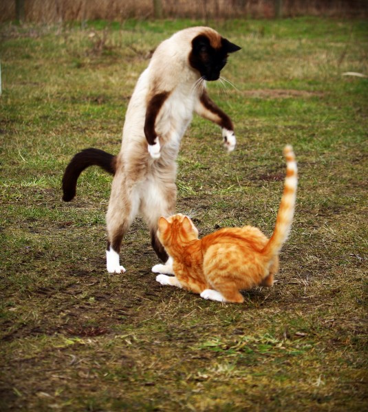 小猫战斗图片