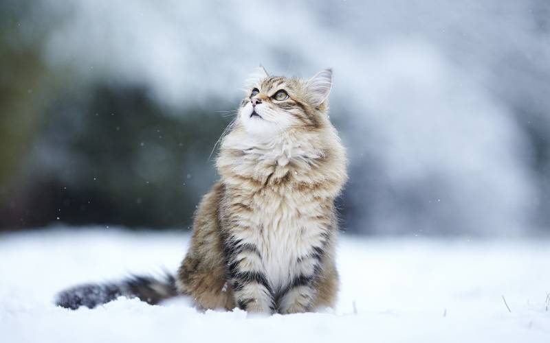 雪地里可爱的猫咪高清桌面壁纸