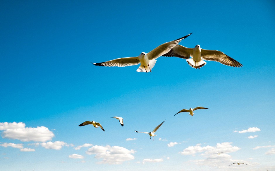 蓝天大海海鸥图片高清壁纸