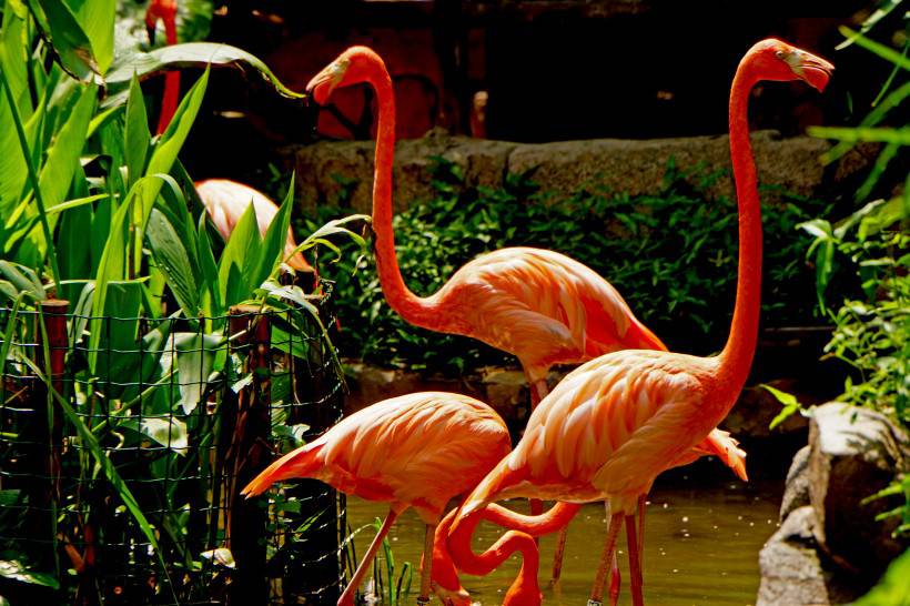 河里觅食的粉红色火烈鸟图片
