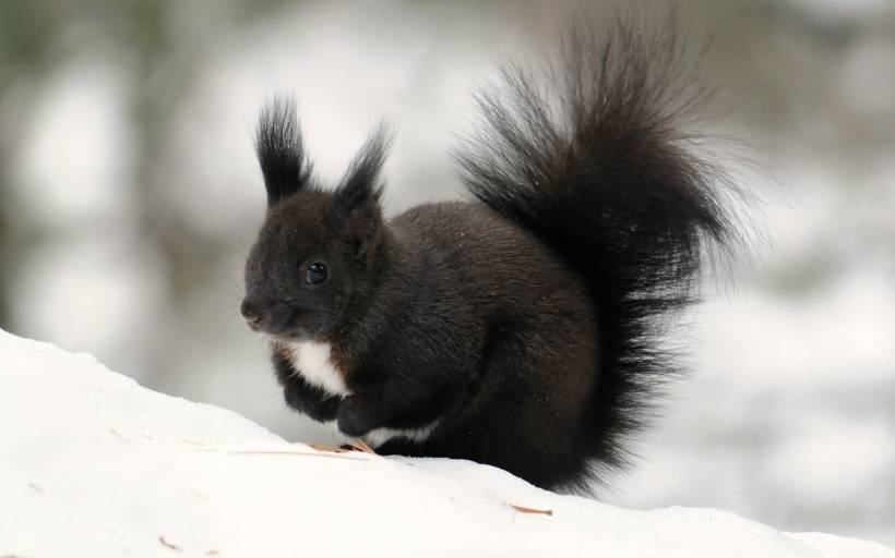 冬季里可爱的小松鼠高清图片