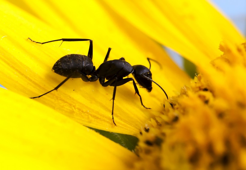 葵花上的黑蚂蚁图片