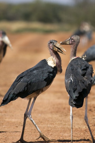 非洲秃鹳鸟类图片