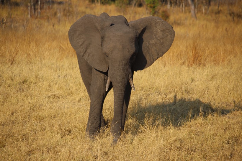一头野生大象图片