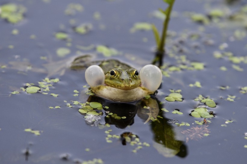 池塘里的青蛙图片
