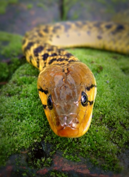 蛇的头部图片