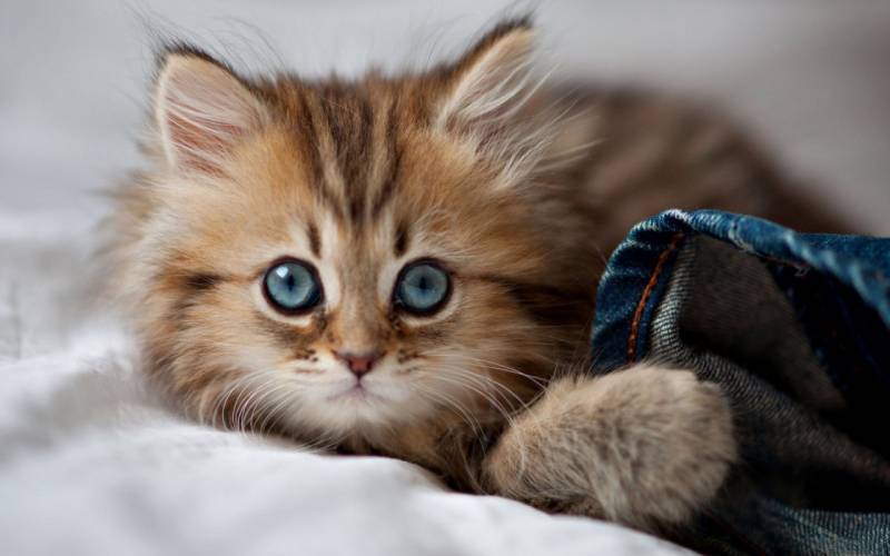 超可爱灵气的小猫咪图片