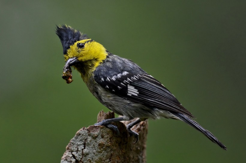 黄颊山雀鸟类图片