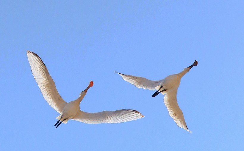 飞行中的白琵鹭图片