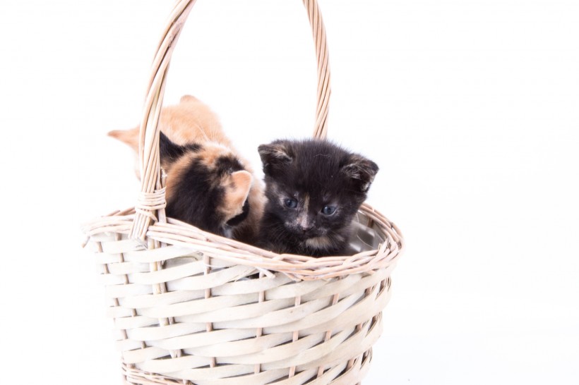 竹篮里的猫咪图片