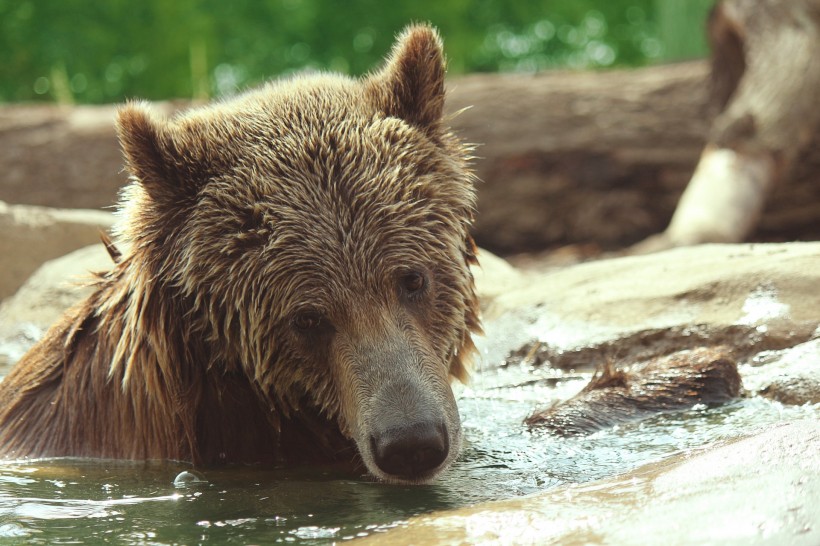 正在游泳玩耍的棕熊图片