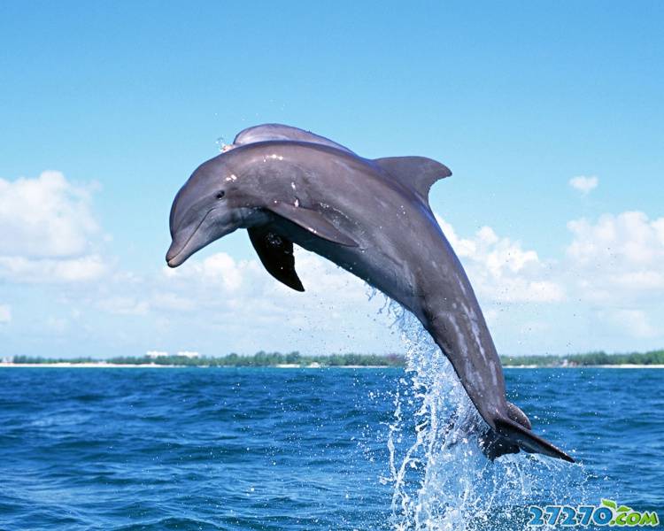 特写海洋生物 海豚